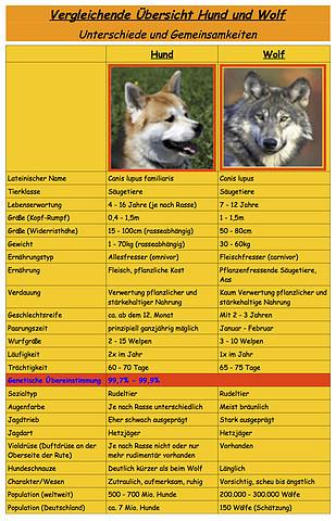 med_7-Vergleich Wolf-Hund.jpg (309 x 480)